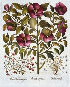 Hibiscus syriacus, Stinking Camomile ve Hortus Eystettensis