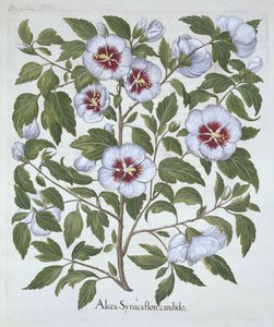 Hibiscus syriacus, Hortus Eystettensis