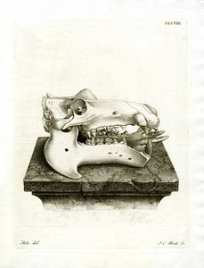 Hippo Skull (renkli gravür) by German School