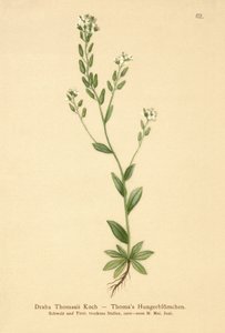 Ağarmış Whitlow-çim (Draba Thomasii) by German School