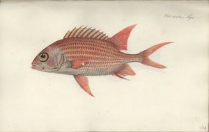 Holocentrus ascensionis, 1790