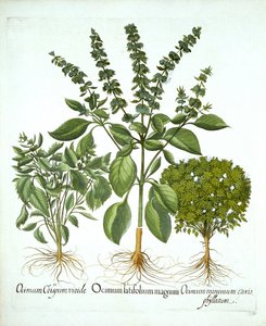 Kutsal Fesleğen ve Fesleğen