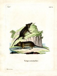 Honey Possum (renkli gravür) by German School