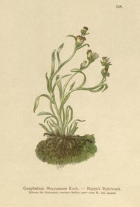 Coppweed Hoppe (Gnaphalium Hoppeanum, Omalotheca hoppeana) by German School