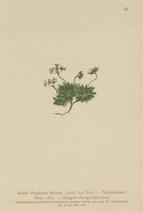 Hoppes Whitlow-ot (Draba Hoppeana, Draba Zahlbruckneri) by German School