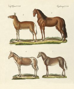 atlar ve eşekler by German School