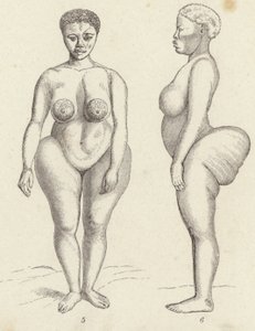 Hottentot Venüs (gravür) by German School