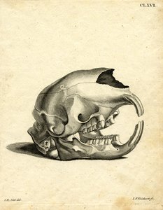 Hyrax Skull (renkli gravür) by German School