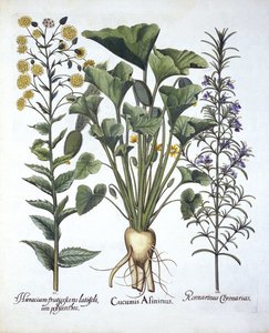 I Salatalık fışkırtma, ii Dar Yapraklı Hawkweed, iii Biberiye, Hortus Eystettensis