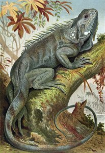 İguana, Brehms Tierleben> Allgemeine Kunde des Tierreichs