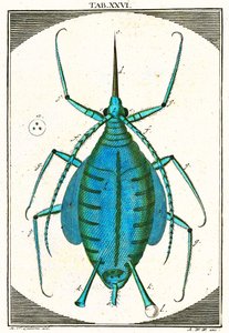 Bir Yaprak Biti Resmi, Musement Microscopique, 1764 (renkli gravür) by German School