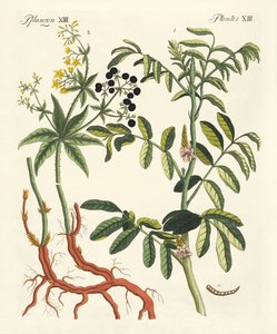 Önemli boya bitkileri by German School