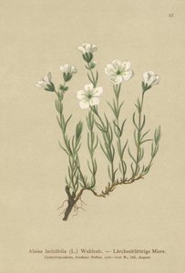 İç Alp Sandwort (Alsine laricifolia, Minuartia laricifolia, Arenaria laricifolia) by German School