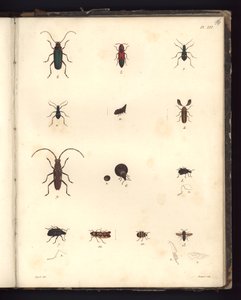Insecta, Pl. XVI, Atlantik Okyanusu