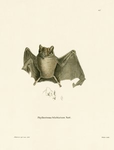 Ipanema Bat (renkli gravür) by German School