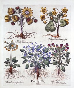 Ipheion Rolf Fiedler Spring Starflower, Marsh Marigold, Pseudo Helleborus, Viola Tricolor ve Cowslip, Hortus Eystettensis