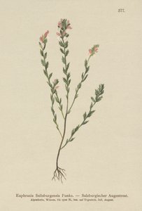 İrlanda Eyebright (Euphrasia Salisburgensis) by German School