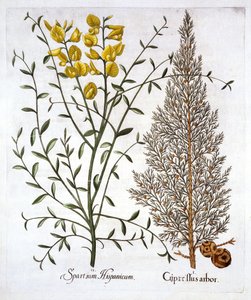 İtalyan Selvi ve İspanyol Süpürgesi, Hortus Eystettensis