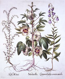 Hortus Eystettensis