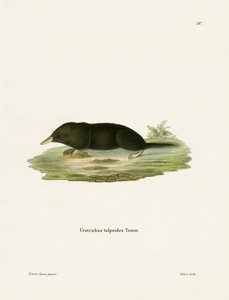 Japon Shrew Köstebek (renkli gravür) by German School