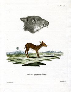 Java Mouse-Deer (renkli gravür) by German School