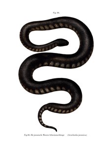 Javan File Snake (renkli taş) by German School