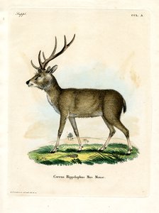 Javan Rusa (renkli gravür) by German School