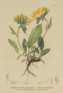 Böbrek Fiğ (Anthyllis alpestris, Anthyllis vulneraria var. alpestris) by German School