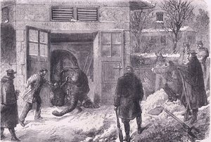 Jardin D'Acclimation'da yemek için bir fili öldürmek, Cassell ve Company Limited tarafından yayınlanan Cassells History of the War of France and Germany, c.1890 (litho) by German School