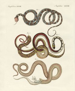 Kolubrid çeşitleri by German School