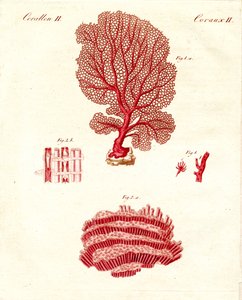 Mercan çeşitleri (renkli gravür) by German School