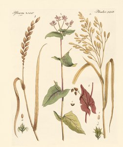 mısır çeşitleri by German School