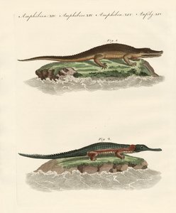 Timsah çeşitleri by German School