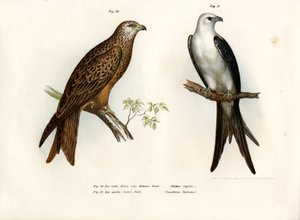 uçurtma, 1864 by German School