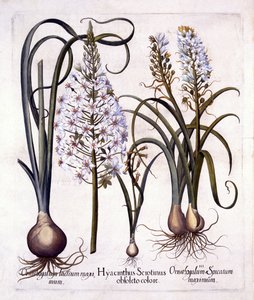 Geç Sümbül ve Bethlehem Yıldızı, Hortus Eystettensis