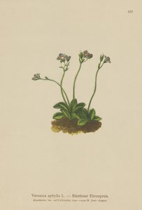 Yapraksız saplı Speedwell (Veronica aphylla) by German School