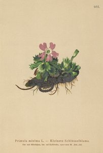 En Az Primrose (Primula minima, Auriculastrum primula, Primula veris) by German School