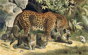 Leopard, Brehms Tierleben