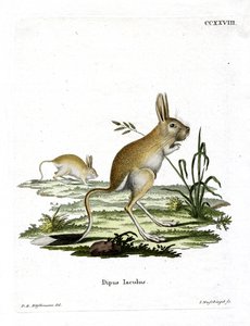 Küçük Mısır Jerboa (renkli gravür) by German School