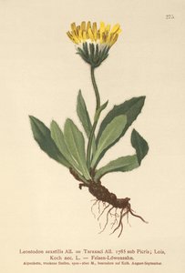 Küçük Hawkbit (Leontodon saxatilis, Leontodon Taraxaci) by German School