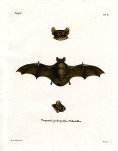 Lesser Noctule Bat (renkli gravür) by German School