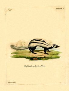 Libya Çizgili Gelincik (renkli gravür) by German School