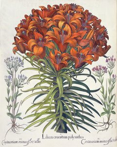 Zambak ve Kayın: 1.Lilium kanlı polyanthos; 2. Centaurium eksi kırmızı çiçek; 3.Centaurium eksi flore albo, Hortus Eystettensis