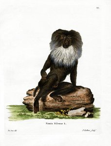 Aslan kuyruklu makak (renkli gravür) by German School