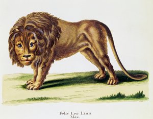 Aslan (Felis leo), Johann Christian Daniel von Schreber (1739-1810) tarafından Nature