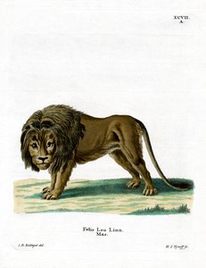 Aslan (renkli gravür) by German School