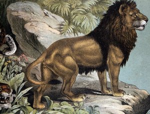 Aslan - “Memelilerin Doğal Tarihi”nde, ed. Schreiber, Münih by German School