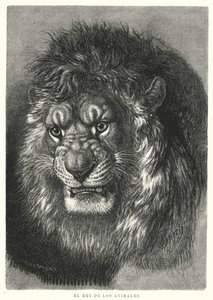 Aslan: hayvanların kralı (lito) by German School
