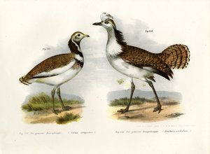 Küçük Tavşan, 1864 by German School