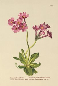Uzun çiçekli Primrose (Primula longiflora) by German School